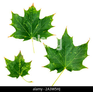 green maple leaf isolated on white background Stock Photo