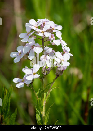 Pale pink cruciform flowers of Dame's Violet Hesperis matronalis - Gloucestershire Cotswolds UK Stock Photo