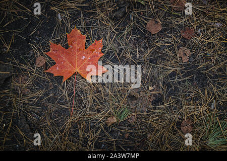 The red-orange fallen maple leaf lies on dark ground with pine needles in the forest. Save the space. View from above. Stock Photo