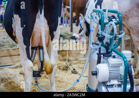 Automated milking equipment at dairy farm Stock Photo