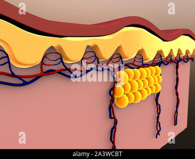 fat cells, subcutaneous fat, illustration of human leather anatom Stock Photo