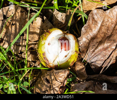 Draycote, Warwickshire, UK: Fallen horse chestnut (Aesculus hippocastanum) seed (conker) in seed case lying amidst grass and fallen brown leaves. Stock Photo