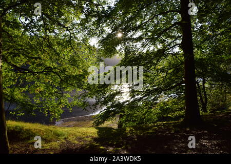 Lakeside woods at Howden reservoir Derbyshire Stock Photo