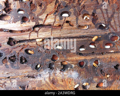 spruce bark with bark beetles Stock Photo