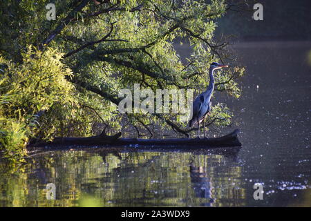 Heron at Carr mill dam st helens merseyside Stock Photo