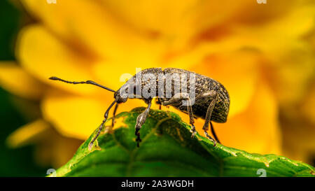 An adult vine weevil (Otiorhynchus sulcatus) makes their way across a leaf. The vine weevil is common in the UK, feeding on ornamental plants. Stock Photo