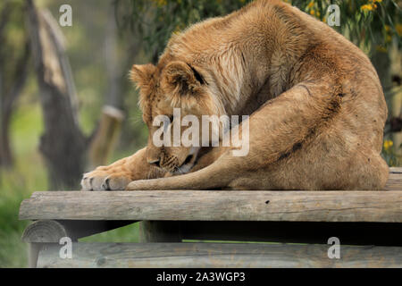 Juvenile lion (Panthera leo) in the Drakenstein Lion Park, Klapmuts, South Africa. Stock Photo