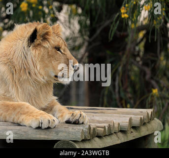 Juvenile lion (Panthera leo) in the Drakenstein Lion Park, Klapmuts, South Africa. Stock Photo