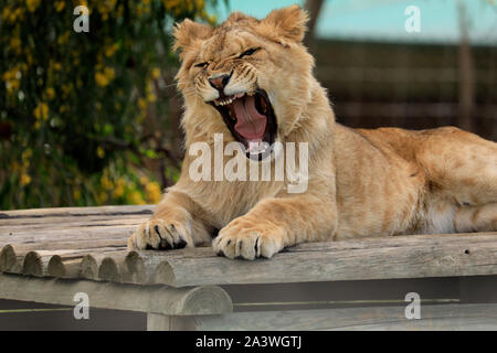 Juvenile lion (Panthera leo) in the Drakenstein Lion Park, Klapmuts, South Africa. Stock Photo