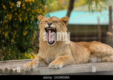 Juvenile lion (Panthera leo) in the Drakenstein Lion Park, Klapmuts, South Africa. Stock Photo