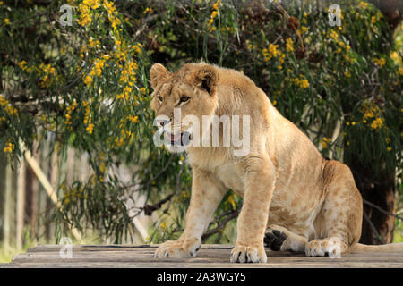 Juvenile lion (Panthera leo) in the Drakenstein Lion Park, Klapmuts, South Africa. Stock Photo