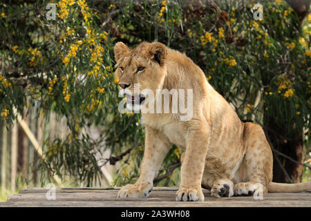 Juvenile lion (Panthera leo) in the Drakenstein Lion Park, Klapmuts, South Africa. Stock Photo