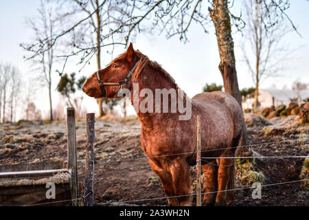 Sweden. Landscape surrounding Hokerum, a locality situated in Ulricehamn Municipality, Vastra Gotaland County. Swedish draft horse in an pen at sunset Stock Photo