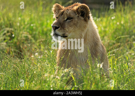 Juvenile lion (Panthera leo) in the Drakenstein Lion Park, Klapmuts, South Africa. Stock Photo