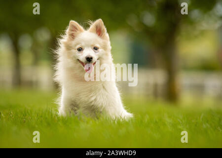Cute White German Spitz Klein Dog in Grass Park