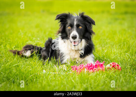Happy Black And White Border Collie With Toy Stock Photo