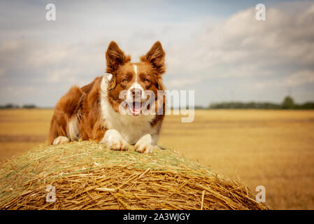 Red and White Border Collie Laying on Straw Bale