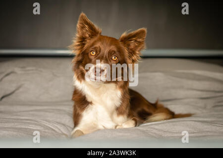 Chocolate Tri Border Collie Relaxing on Grey Bed Stock Photo
