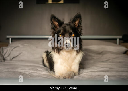 Serious Black and White Border Collie Relaxing on Grey Bed Stock Photo
