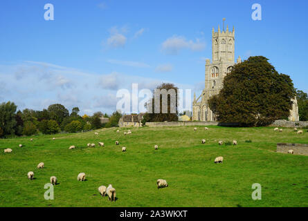 Sheep grazing in the meadows at Fotheringhay Stock Photo