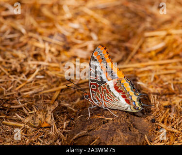 Two Tailed Pasha butterfly Charaxes jasius on the floor on a patch of dung taking salts and nutrients from the ground on the Island of Corfu Greece Stock Photo