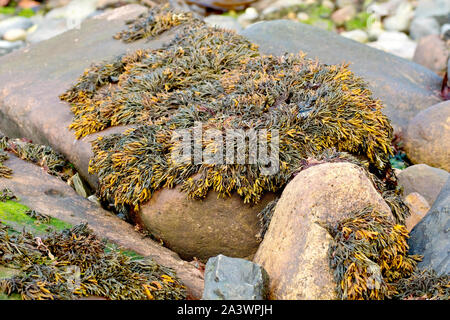 Channelled Wrack seaweed (pelvetia canaliculata), close up showing it smothering a rock on the beach at low tide. Stock Photo