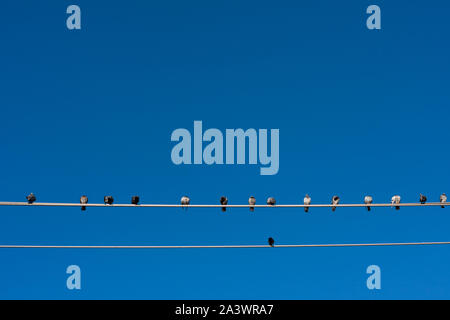 A flock of pigeons lined up on a power line. Stock Photo