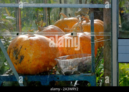 orange pumpkins stored in allotment greenhouse, norfolk, england Stock Photo