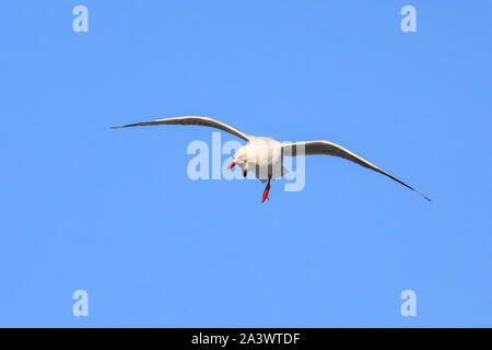 Red-billed gull in flight, Kaikoura peninsula, South Island, New Zealand. This bird is native to New Zealand. Stock Photo