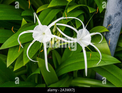 Flowers in Singapore National Orchid Garden Stock Photo