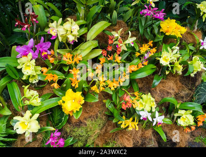 Flowers in Singapore National Orchid Garden Stock Photo