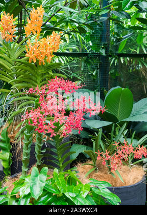 Flowers in Singapore National Orchid Garden Stock Photo