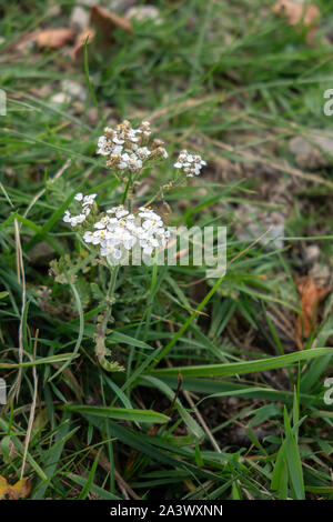 Dwarf alpine Yarrow (Achillea nana) flowering on Monte Poieto in Italy Stock Photo