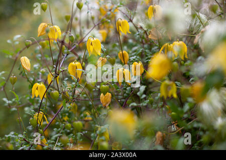 Yellow bell shaped flower named Clematis tangutica or Bill Mackenzie in bloom Stock Photo