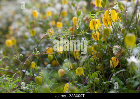 Yellow bell shaped flower named Clematis tangutica or Bill Mackenzie in bloom Stock Photo