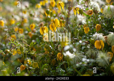 Yellow bell shaped flower named Clematis tangutica or Bill Mackenzie in bloom Stock Photo