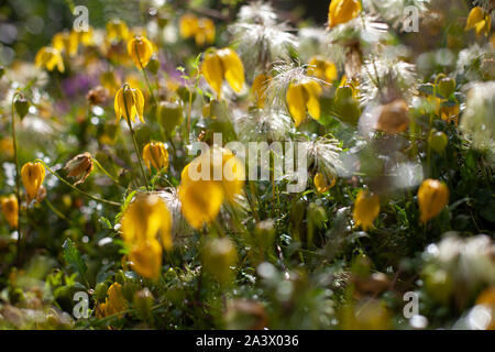 Yellow bell shaped flower named Clematis tangutica or Bill Mackenzie in bloom Stock Photo