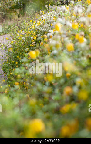 Yellow bell shaped flower named Clematis tangutica or Bill Mackenzie in bloom Stock Photo