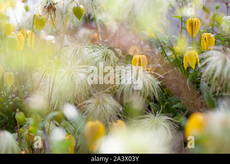 Yellow bell shaped flower named Clematis tangutica or Bill Mackenzie in bloom Stock Photo