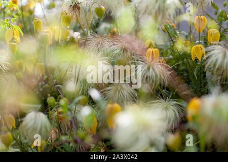 Yellow bell shaped flower named Clematis tangutica or Bill Mackenzie in bloom Stock Photo