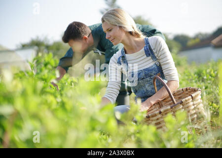 Couple of farmers picking vegetables in organic field Stock Photo