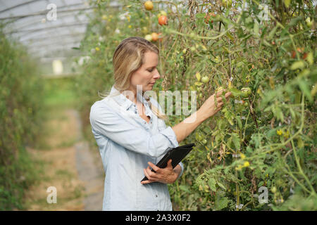 Agricultural engineer in greenhouse checking tomato plants Stock Photo