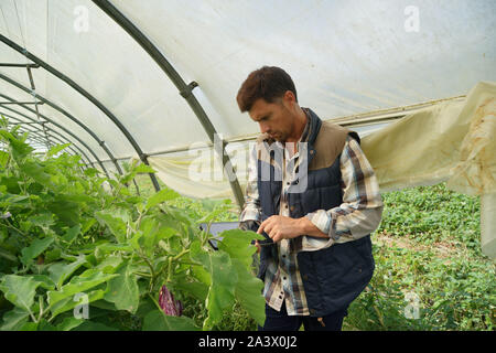 Agricultural engineer in greenhouse checking vegetables plants Stock Photo