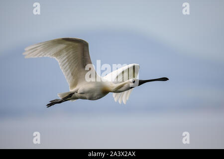 Royal spoonbill (Platalea regia) in flight, Taiaroa Head, Otago Peninsula, New Zealand. Stock Photo