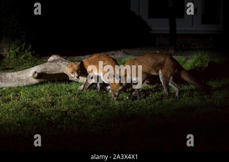 With the urban fox population plentiful in numbers, yet food supplies often scarce, many UK gardens will receive nocturnal wildlife visitors needing to scavenge for any available food source. A pair of wild red foxes (Vulpes vulpes) are captured foraging here together at night in an urban back garden, the two of them showing slightly aggressive behaviour in their quest for dominance and the first share of any leftover pickings. Credit: Lee Hudson Stock Photo