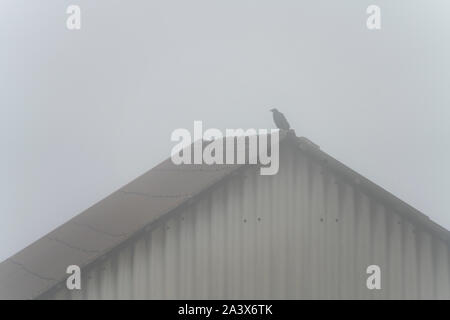 Crow sitting on a roof, Oberweser, Weser Uplands, Weserbergland, Hesse, Germany Stock Photo