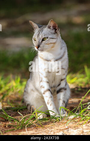 Egyptian Mau cat sitting on the ground, Ouvea Island, New Caledonia. Stock Photo