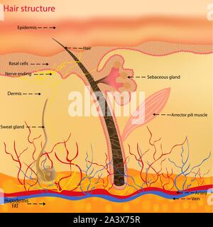 Hair anatomy. Cross section of the hair shaft. skin layers with hair ...