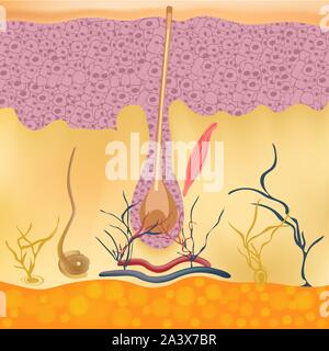 Structure and cycles of hair growth on a human head under a microscope close-up. Vector illustration. Hair under the skin. Stock Vector