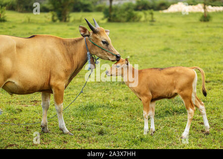 A herd of bright tropical Asian cows grazing on green grass. Big cow with calf. Stock Photo
